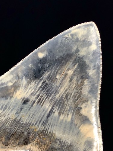 Dente squalo megalodonte - dente, di