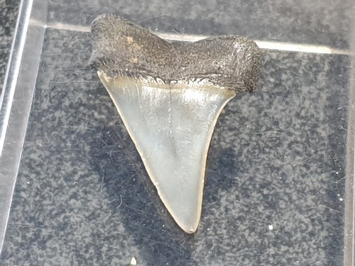 Shark tooth dent requin - shark,