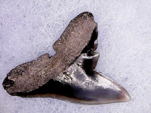 Shark tooth physogaleus - shark,