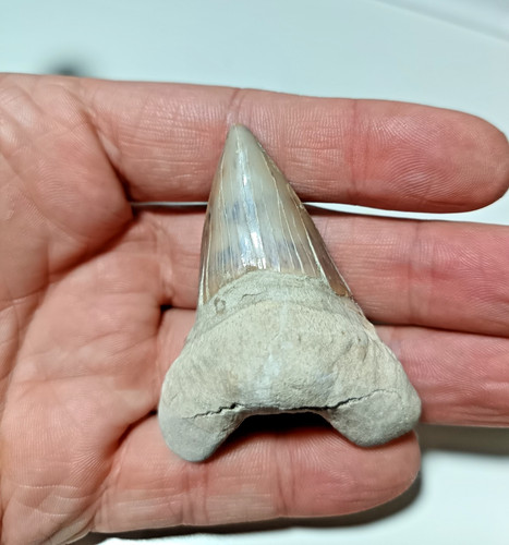 Large 6cm inch eocene - large, 6cm/2.4