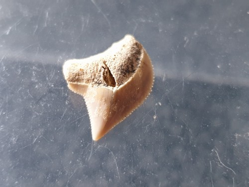 Shark tooth requin - shark,