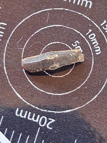 Heterodontus vincenti shark - heterodontus,