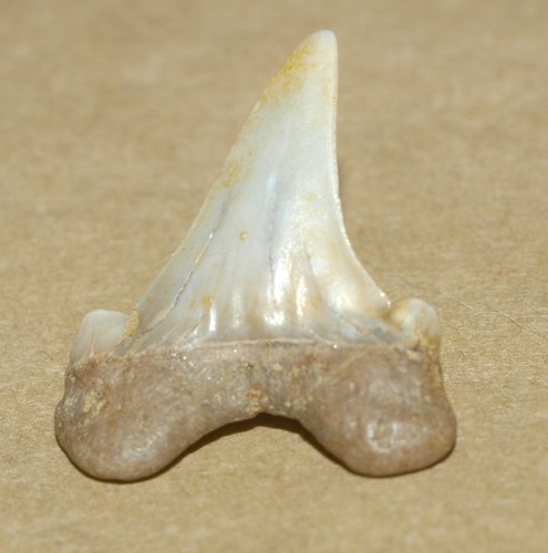 Cretoxyrhina mantelli dente - cretoxyrhina, mantelli,