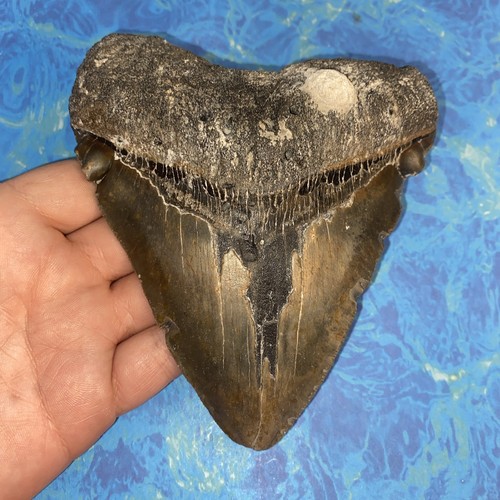 Megalodonte dente squalo - dente,