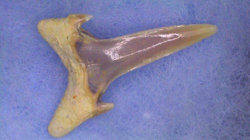 Dente squalo carcharias - -,