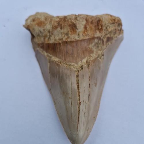 Megalodon shark tooth fossil