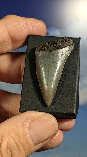 Mako shark tooth carcharodon - shark,