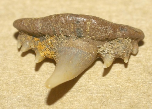 Dente squalo - di,