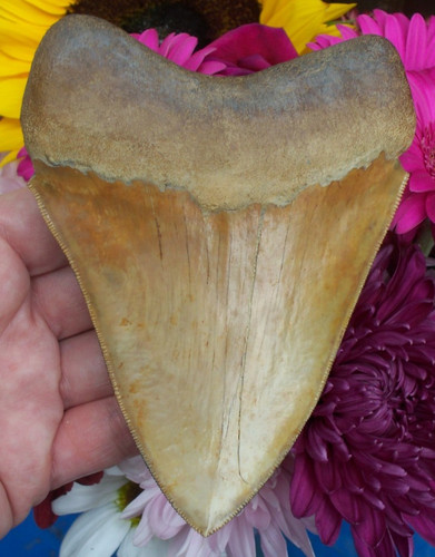 Massive inch orange - inch,