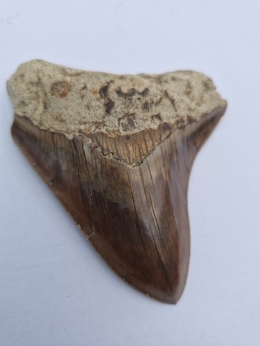Megalodon shark tooth - , fossil