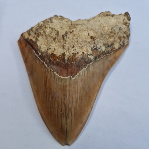 Megalodon shark tooth fossil