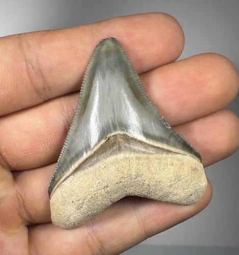 Dente squalo megalodonte - dente,