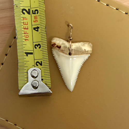 Collana con ciondolo - , dente