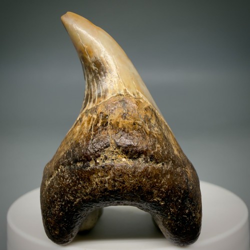 Dente squalo parotodus - dente,