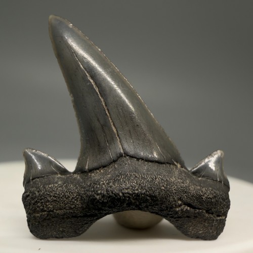 Raro dente squalo fossile - raro, di