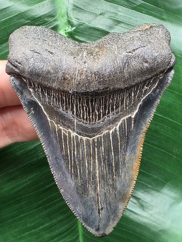 Dente megalodonte 8 - 8,8, cm