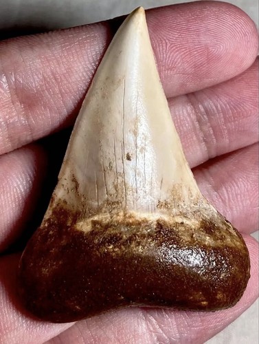 Raro dente squalo fossile - raro,