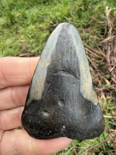 Fossil megalodon shark - megalodon,