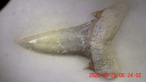 Shark tooth dent requin - tooth,