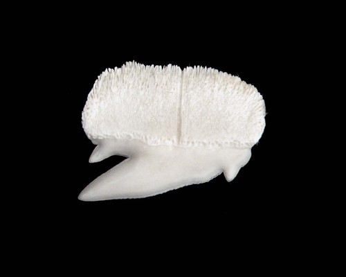 Fossil comparative specimen