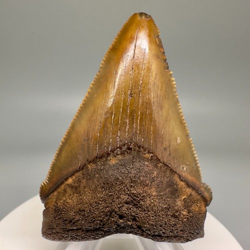 Rara posizione fossile - rara,