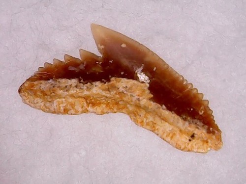 Dente squalo - -,