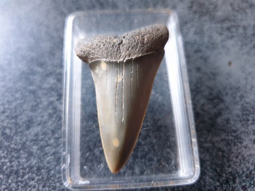 Shark tooth dent requin - shark, de
