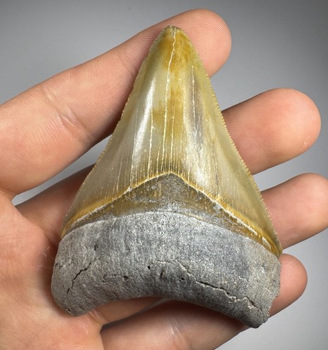 Dente squalo megalodonte - dente, di