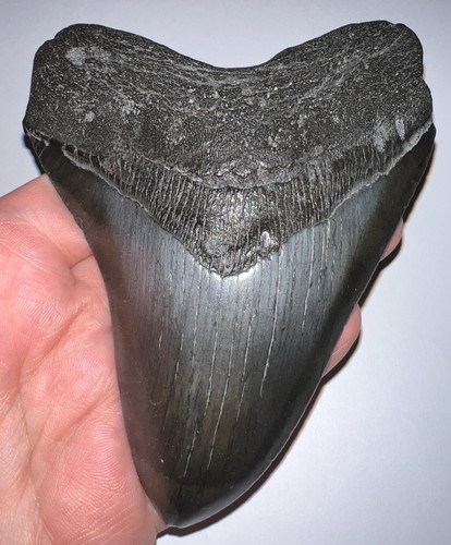 Enorme dente squalo fossile - dente,