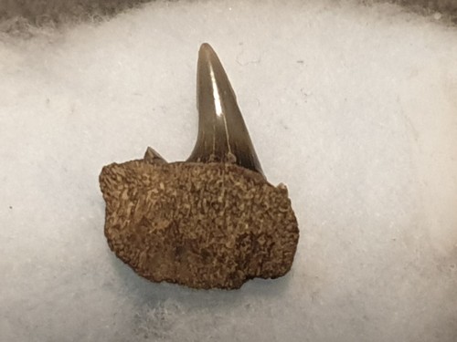 Dente squalo hexanchus - dente,