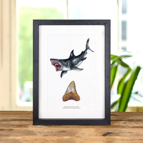 Inch megalodon shark tooth - shark, &
