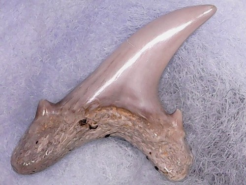 Dente squalo jaekelotodus - squalo,