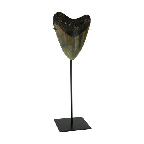 Scultura fossile dente - , di