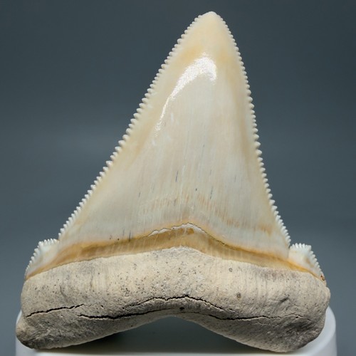 Dente squalo angustidens - dente, di