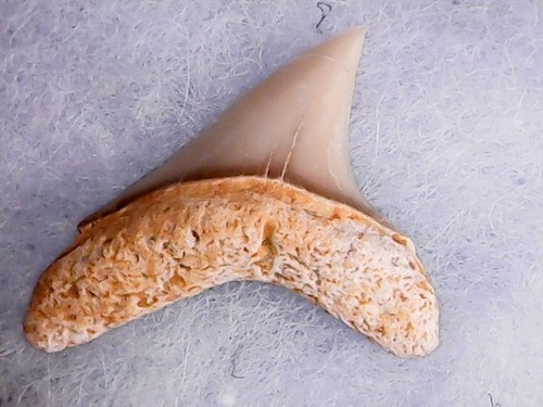 Shark tooth dent - tooth,