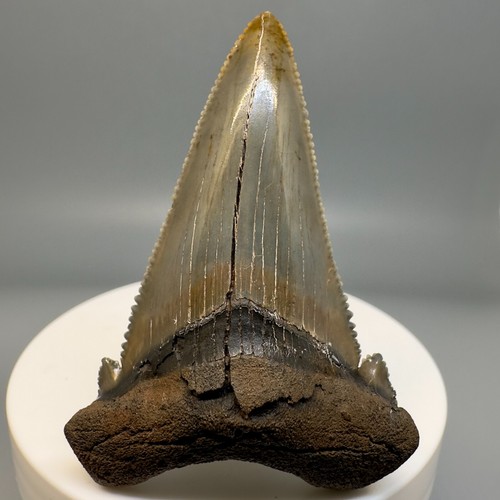 Dente squalo fossile - di,
