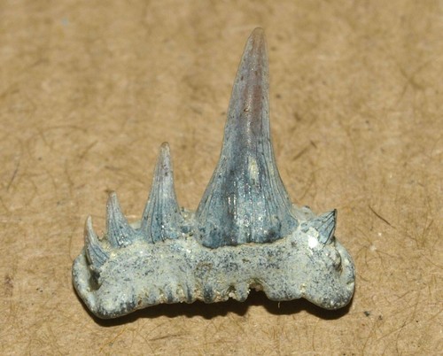 Dente squalo - di,
