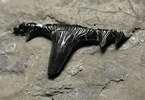 Jurassic hybodont shark's