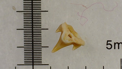 Squalo dente - dente,