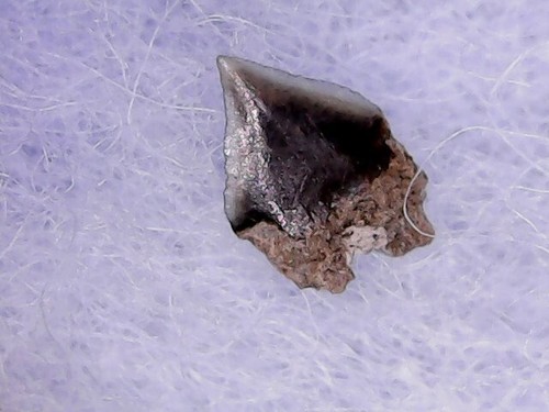 Shark tooth dent requin - shark,