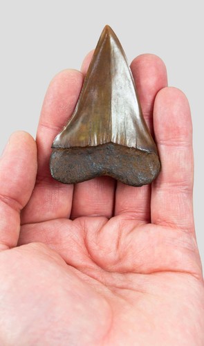 Isurus hastalis big tooth - big-tooth, mako
