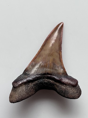 Isurus hastalis copper red - isurus,