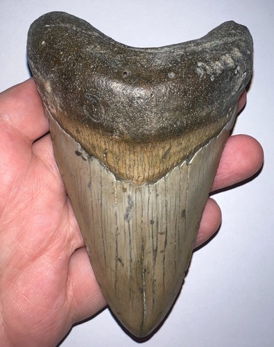 Enorme dente squalo fossile - dente,
