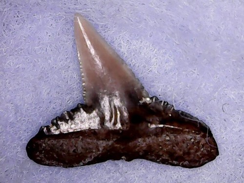 Dente squalo carcharhinus - dente,