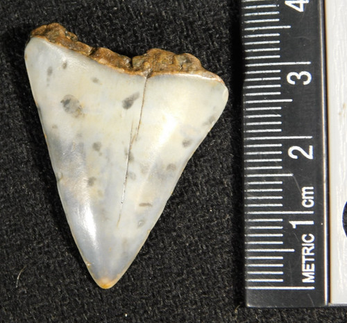Grande dente fossile squalo - fossile,