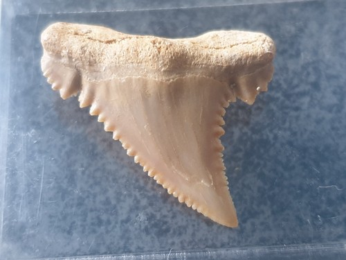 Shark tooth - tooth,
