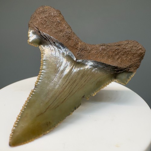 Bellissimo dente squalo - bellissimo,