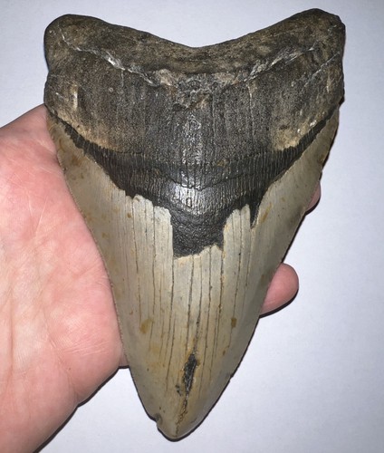 Monster megalodon dente - megalodon, di