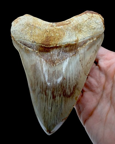 Dente squalo fossile segato - dente,