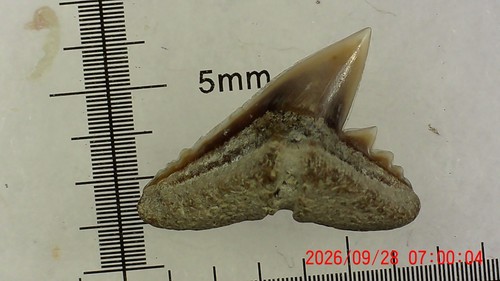 Dente squalo denti - squalo, di